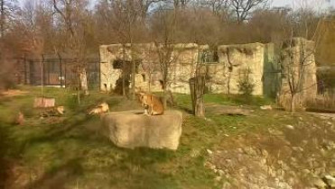 Obraz podglądu z kamery internetowej ZOO Zagreb